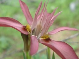Moraea ciliata from the side